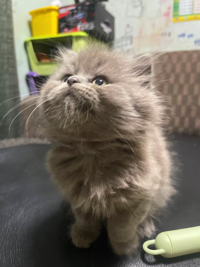 แมวสีไลแลค-ทั้งตัว (Lilac cat) 6