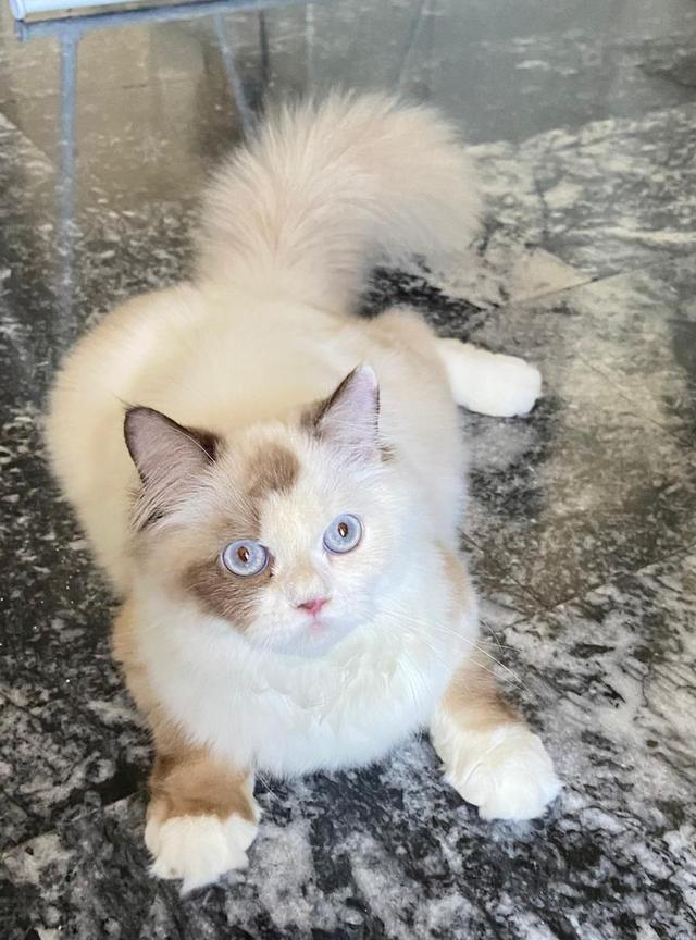 Stanley