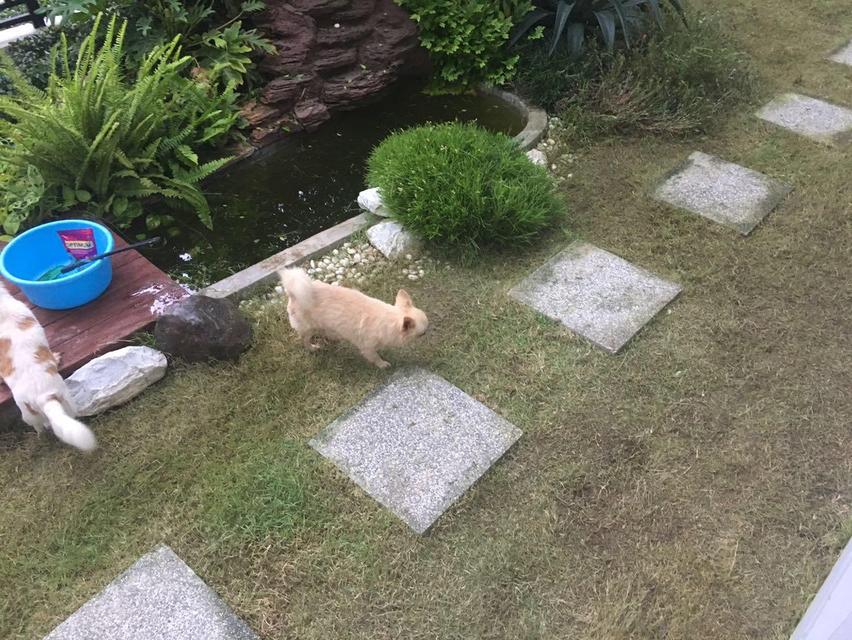 บ้านเดี่ยวพร้อมที่ดิน 6