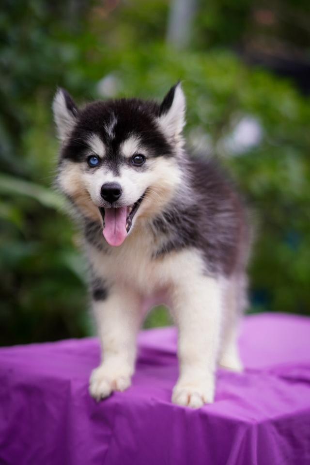 ไซบีเรียน Siberian husky 7