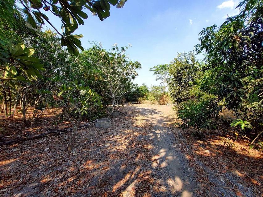 ขายด่วนที่ดิน 9-1-41 ไร่ ติดถนนสาธารณะ คลอง 11 ตอ. ซอย สมนึก อ.หนองเสือ จ.ปทุมธานี 4