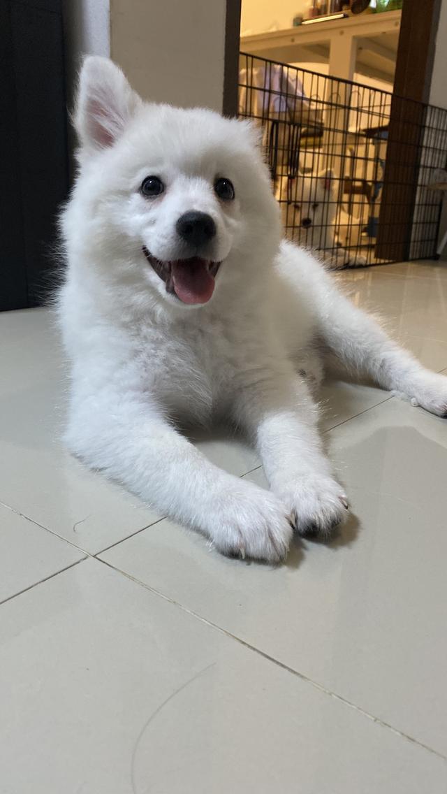 Japanese Spitz 