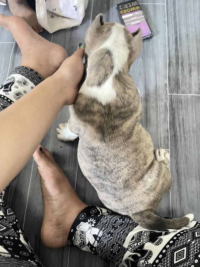 สุนัขพันธุ์ อเมริกันบลูลี่ รูปที่ 3