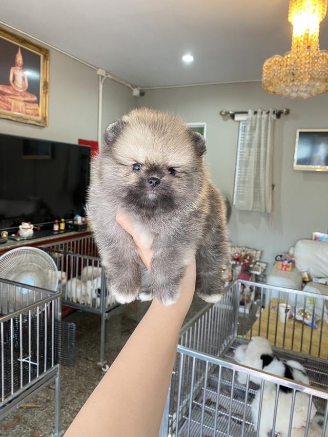 ปอมปอมแท้ อ้วนกลมหมี