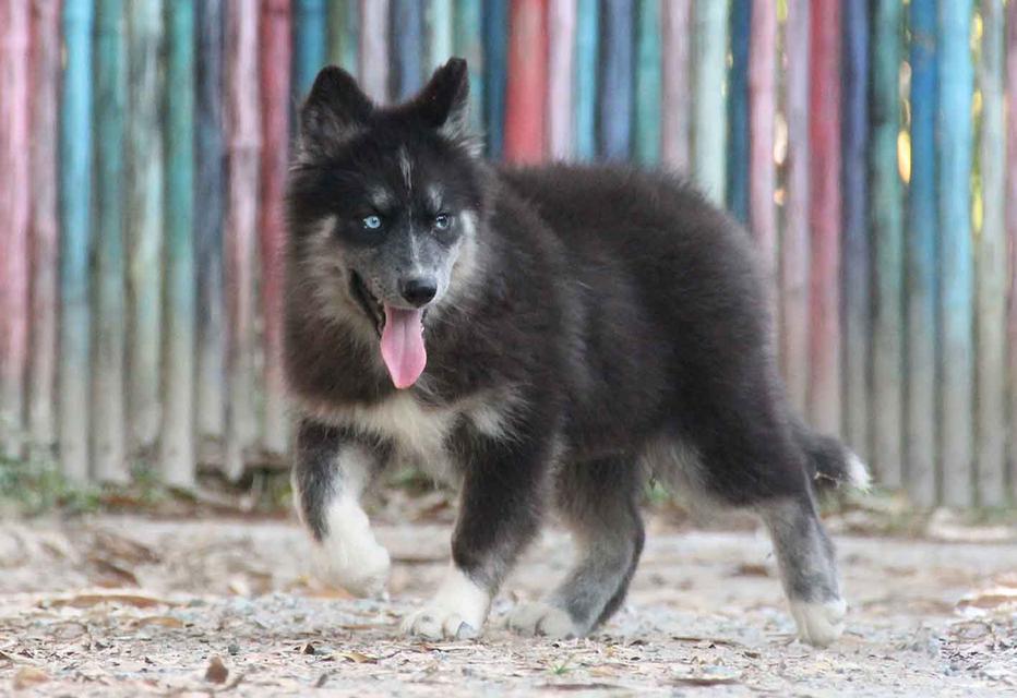 ไซบีเรียนแท้ เพศหญิง ตาสองสี 2