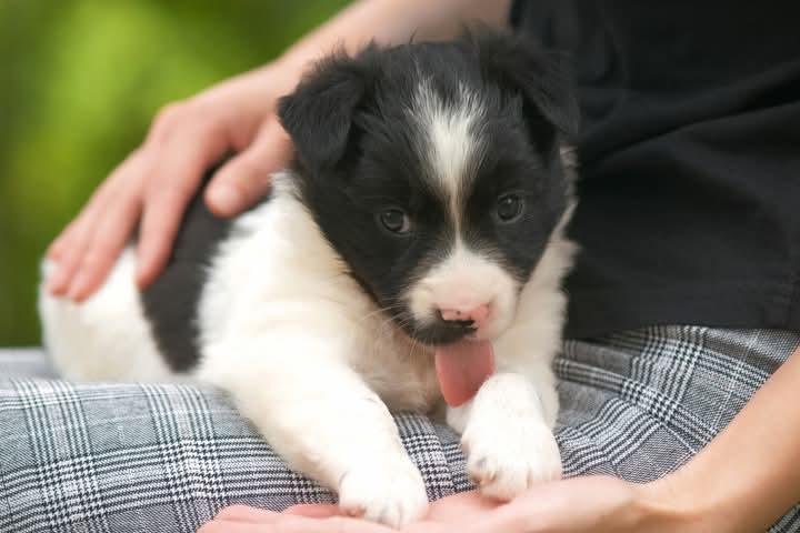 ขาย ลูกสุนัข Border Collie ลายขาวดำ 3