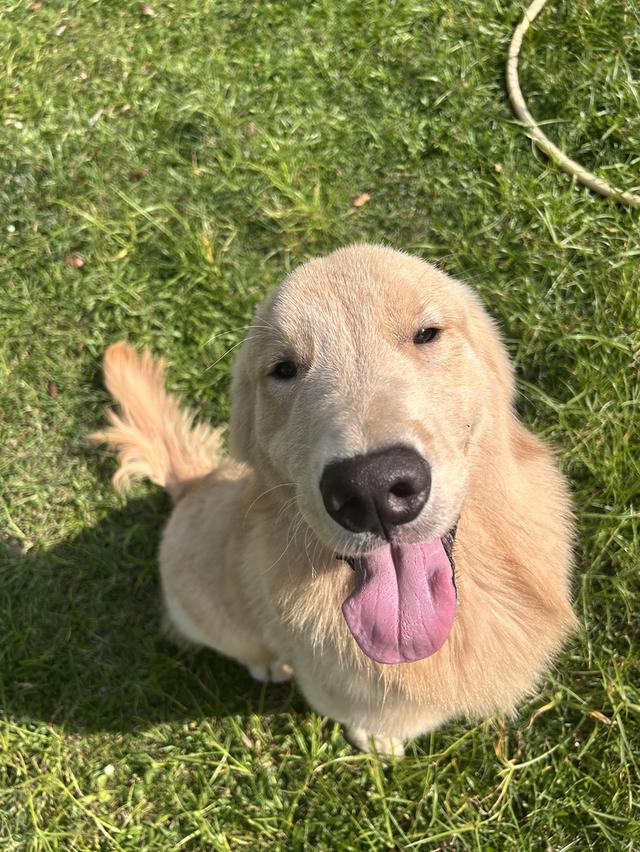 สุนัขโกลเด้น รีทรีฟเวอร์