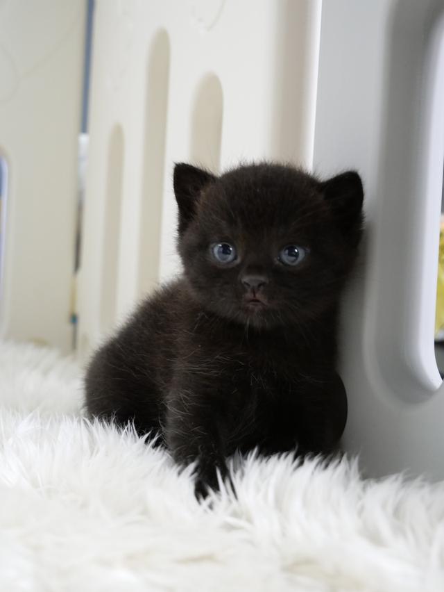 น้องแมวบริติชช๊อตแฮร์สีดำ รูปที่ 3