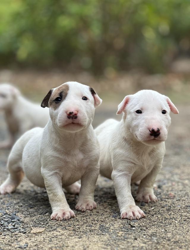 สุนัขบลูเทอเรีย Bullterrier std
