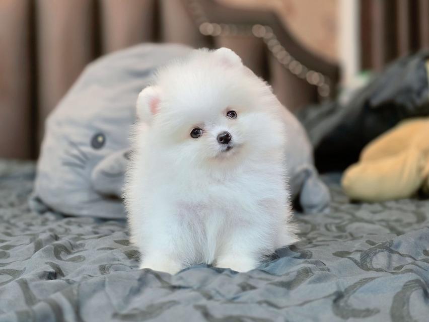 ปอมเมอเรเนียนแท้ เพศเมีย สีขาวล้วน รูปที่ 12