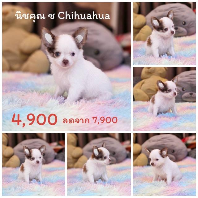 ชิวาวาแท้ขนยาว พร้อมย้ายบ้าน 7