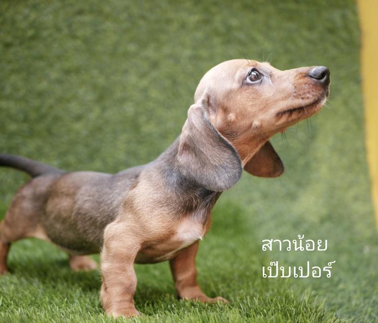 น้องหมา ดัชชุน ขนสั้น