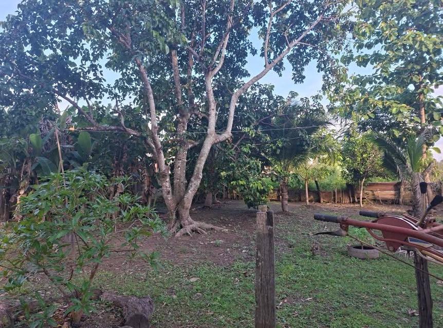 ขายที่ดินเจ้าของขายเอง บ้านเเม่ใจ อ.เเม่ใจ จ.พะเยา 6