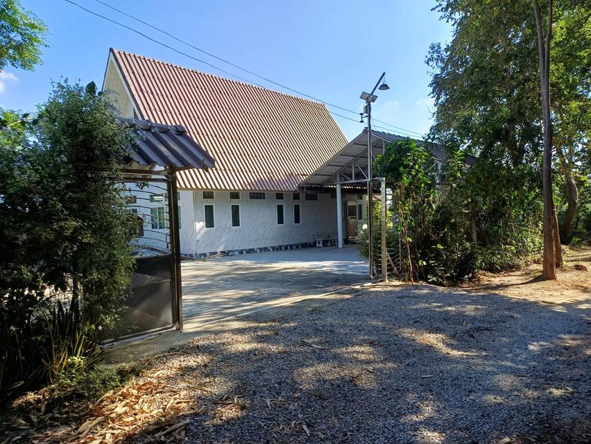 ขายด่วน! ที่ดินพร้อมบ้านและธุรกิจรังนกนางแอ่น (6 ไร่) 11