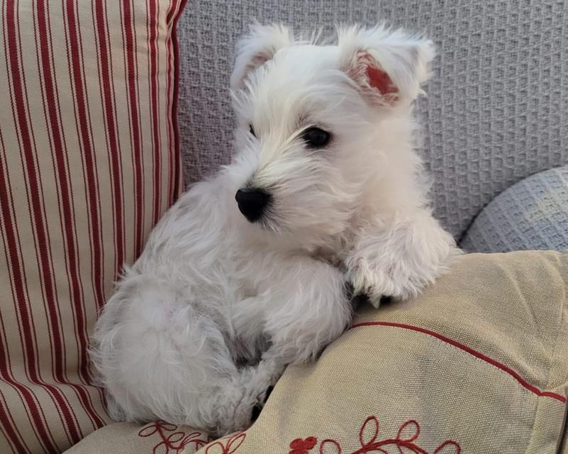 หาบ้านใหม่ให้น้อง West Highland White Terrier 4