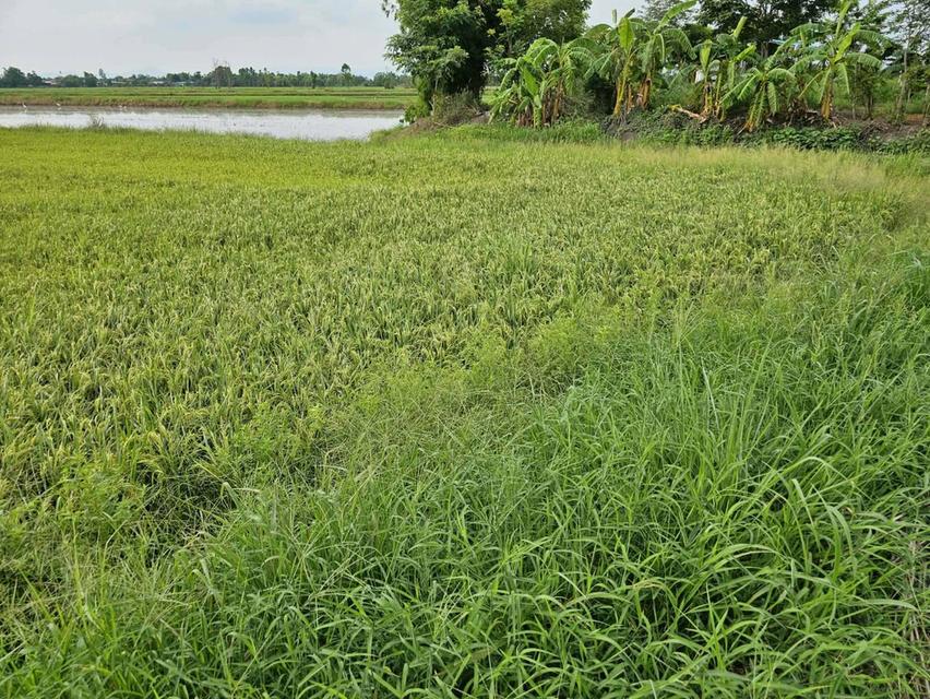 ขายที่ดิน หมู่ 3 ตำบลท่าเรือ อำเภอปากพลี จังหวัดนครนายก 5