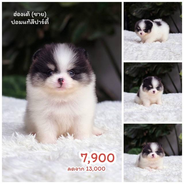 ปอมเมอเรเนียนแท้ พร้อมย้ายบ้าน พิกัดรามอินทรา