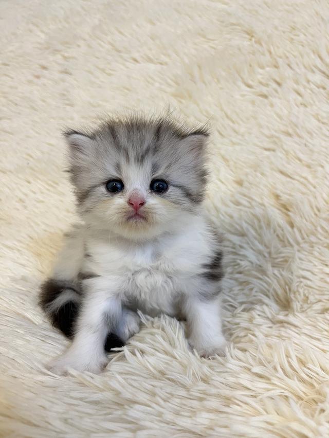 แมวสก๊อตติชแท้ 100 เปอเซ็น รูปที่ 17