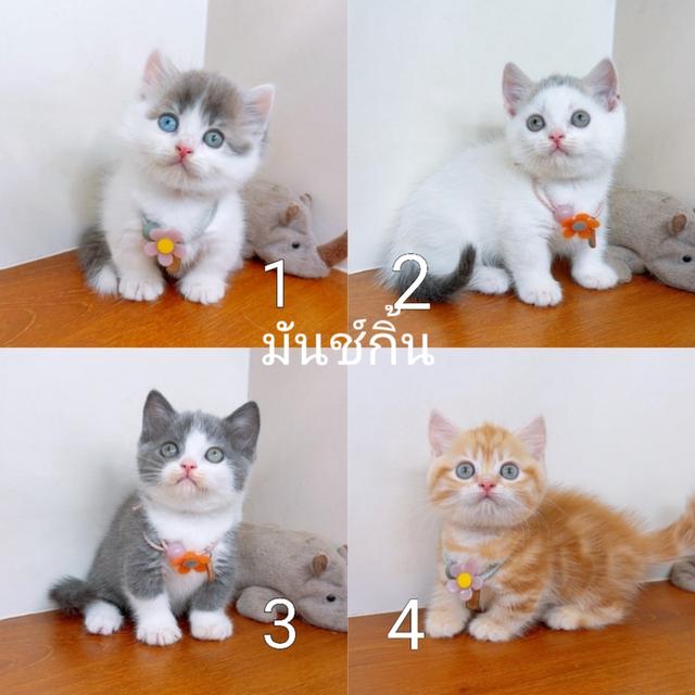 แมวสก๊อตติสโฟร์ แมวขาสั้น+มันช์กิ้น สายพันธุ์แท้ คุณภาพ