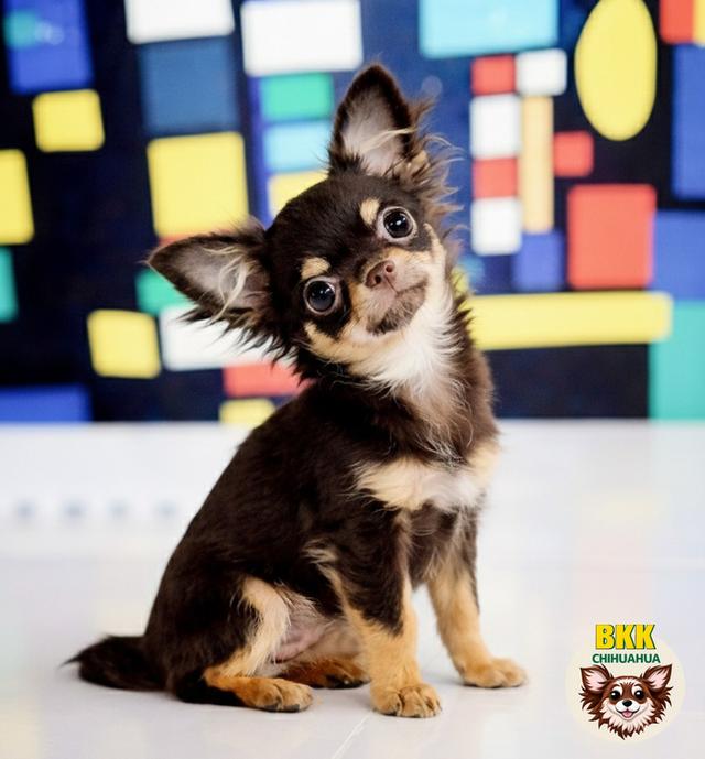 (bkkchihuahua)ชิวาวาขนยาวเพศผู้สีช็อค🔴35,000฿