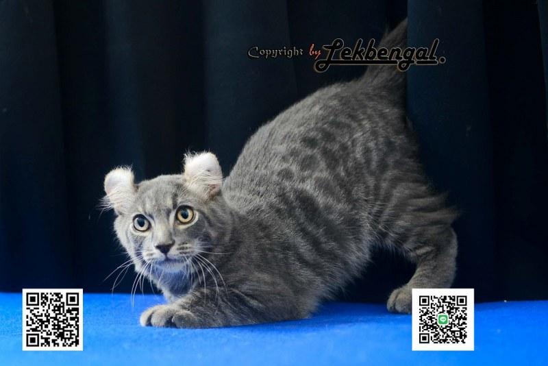 แมวอเมริกันเคิร์ล สีบลู หางบ็อบเทล (bobtail)