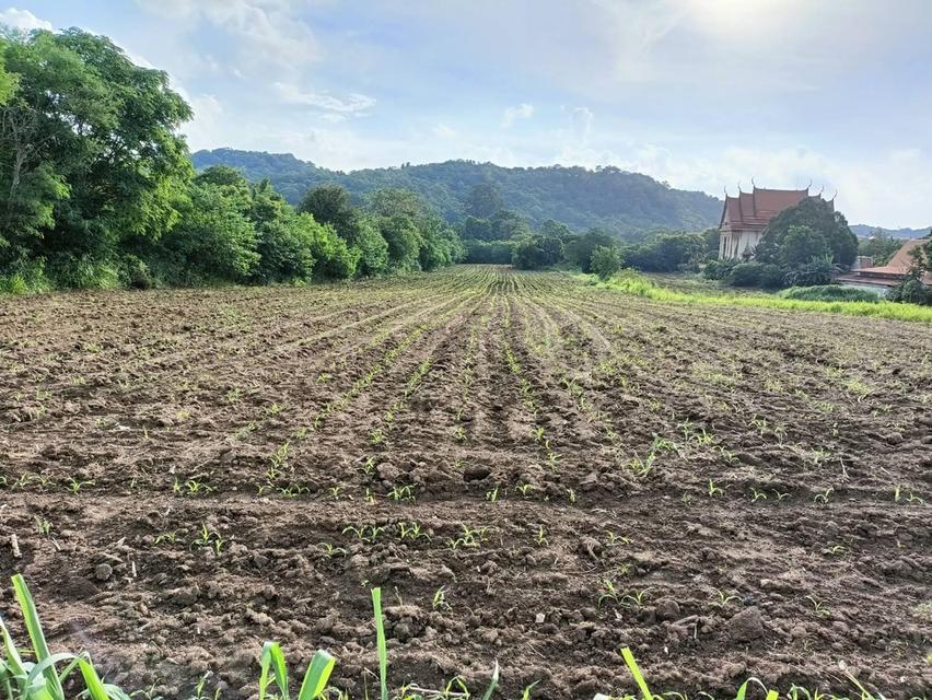 ที่ดินปากช่อง ต.พญาเย็น จ.นครราชสีมา 14