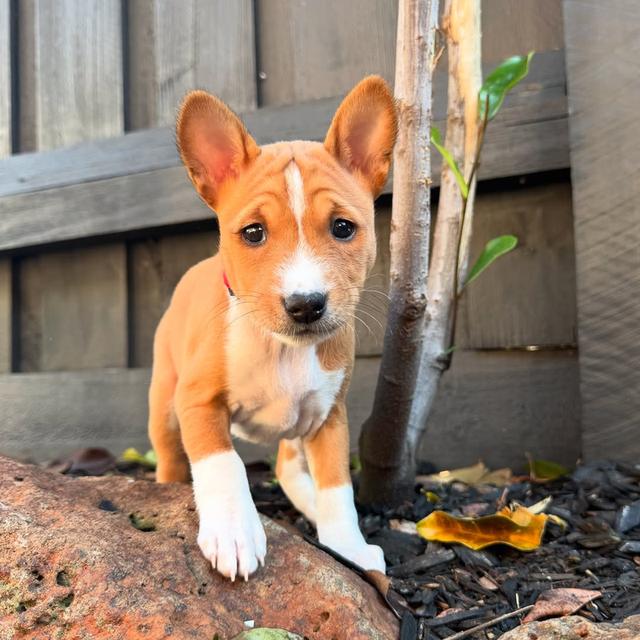 Basenji puppies for sale