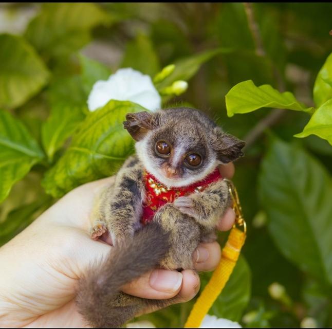 ลิง Bushbaby หลายช่วงวัย รูปที่ 5