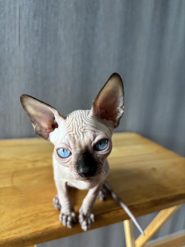 🤍White Sphynx kitten💙