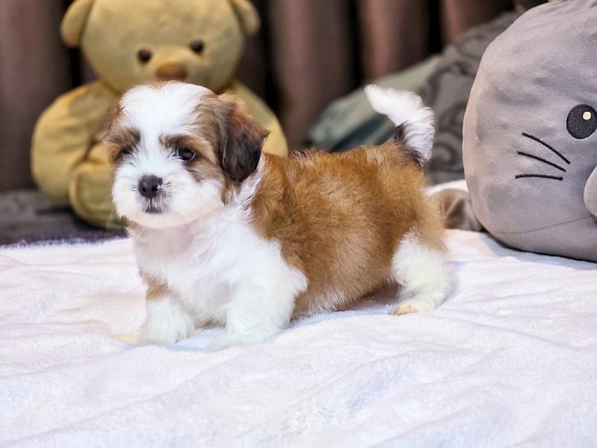 น้องเป๋าตุงสุดหล่อ shihtzu แท้น่ารักมาก