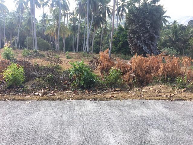 ต้องการขาย ที่ดิน ที่ดิน หาดหน้าทอน เกาะสมุย 33268500 B. ใกล้กับ ห่างหาดหน้าทอน 1.5 กม. และห่างท่าเรือซีทรานเฟอร์รี่ ประ 5