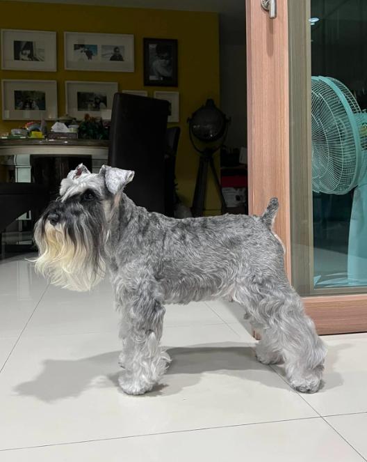 ขายด่วน Schnauzer ขนยาว 4