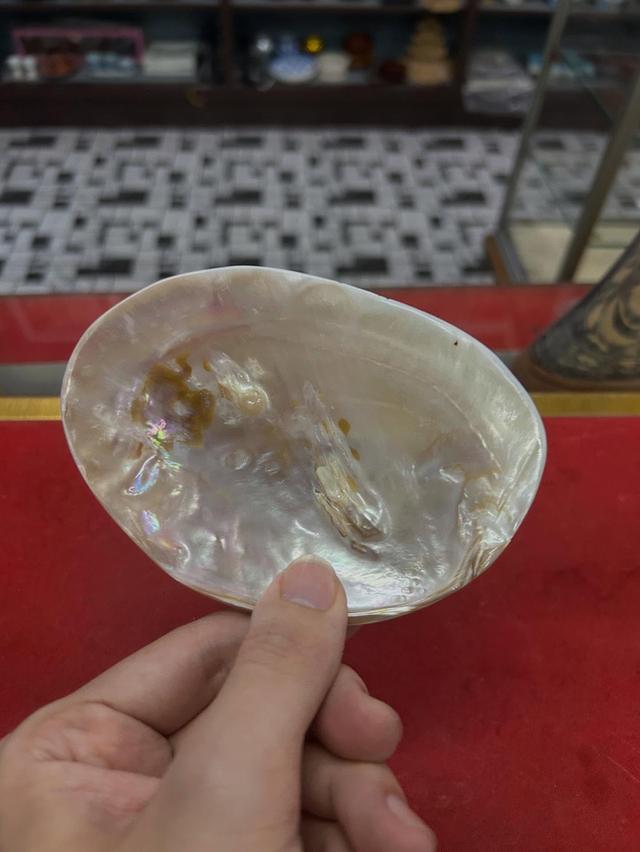 เปลือกหอยมุก shell mop 4