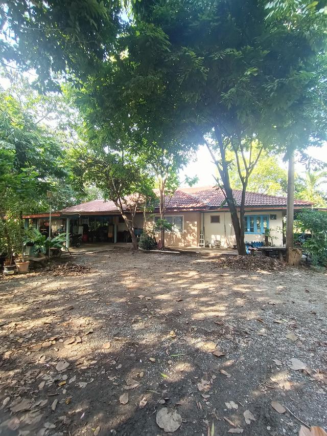 ที่ดิน5 ไร่2 งาน69 ตรว.ฟรีบ้านเดี่ยวชั้นเดียว128 ตรม.1 หลัง 3