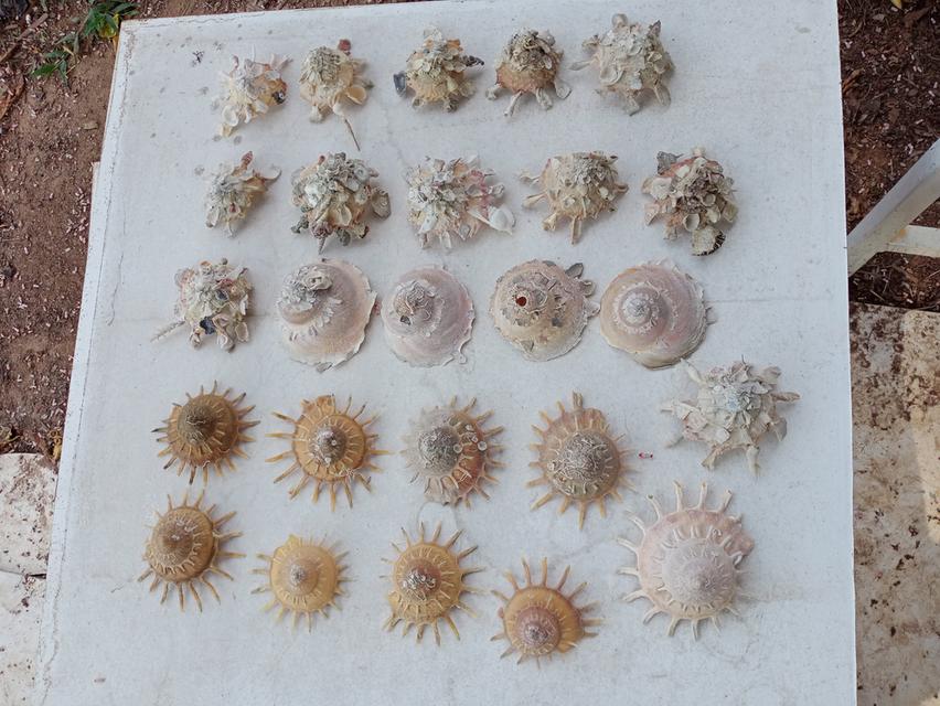 เปลือกหอยสวยงาม สระสม รูปที่ 7