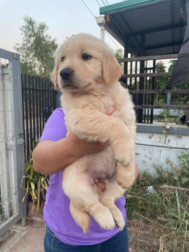 สุนัขโกลเดินรีทรีฟเวอร์ รูปที่ 2