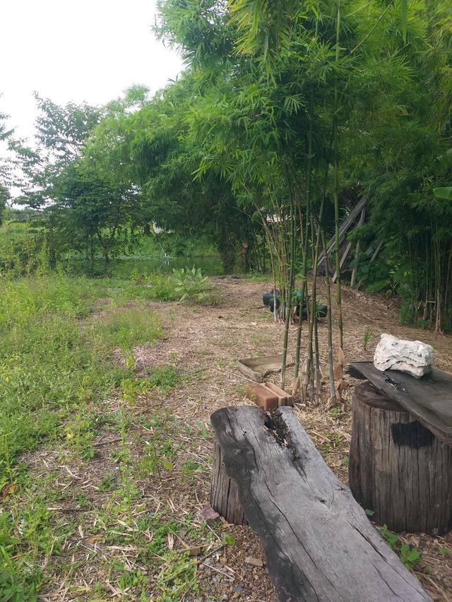 # 🌟 ที่ดินสวยทำเลทอง 2 ไร่กว่า  (905 ตร.ว) . บางบัวทอง ใกล้วัดลำโพ นนทบุรี 🌟 18