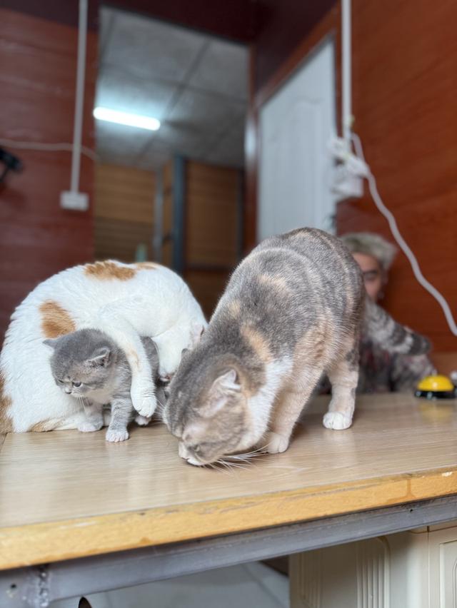 ลูกแมวสก๊อตติชโฟลด์ พร้อมย้ายบ้านวันที่ 30/03/2569 รูปที่ 5