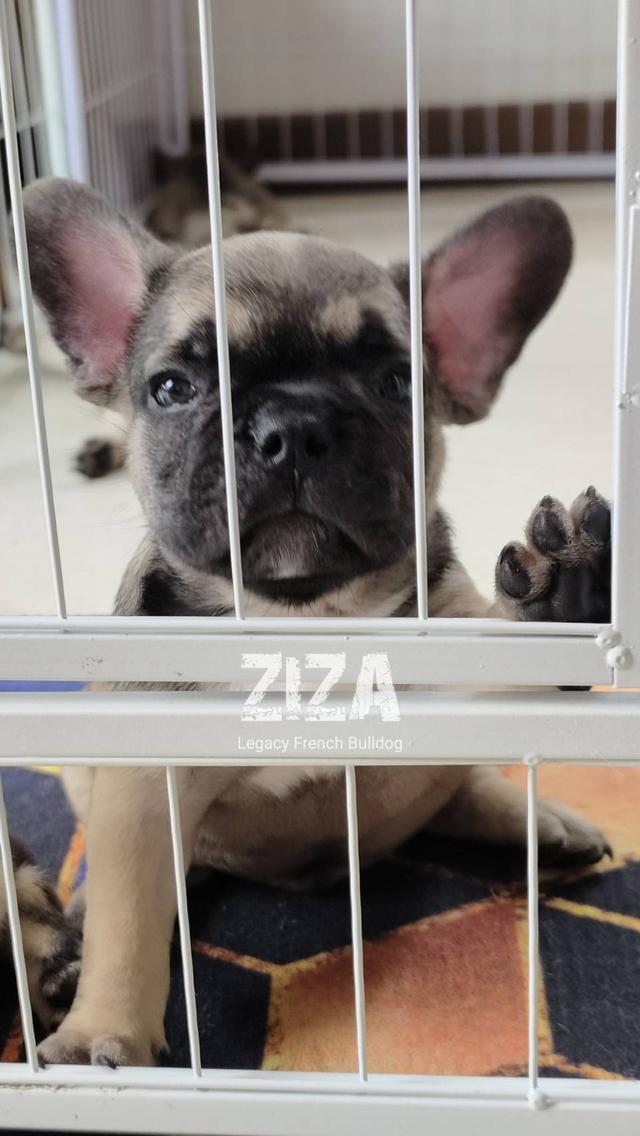 ZIZA สุนัขเฟรนช์บูลด็อก เพศผู้ สีเซเบิล 5