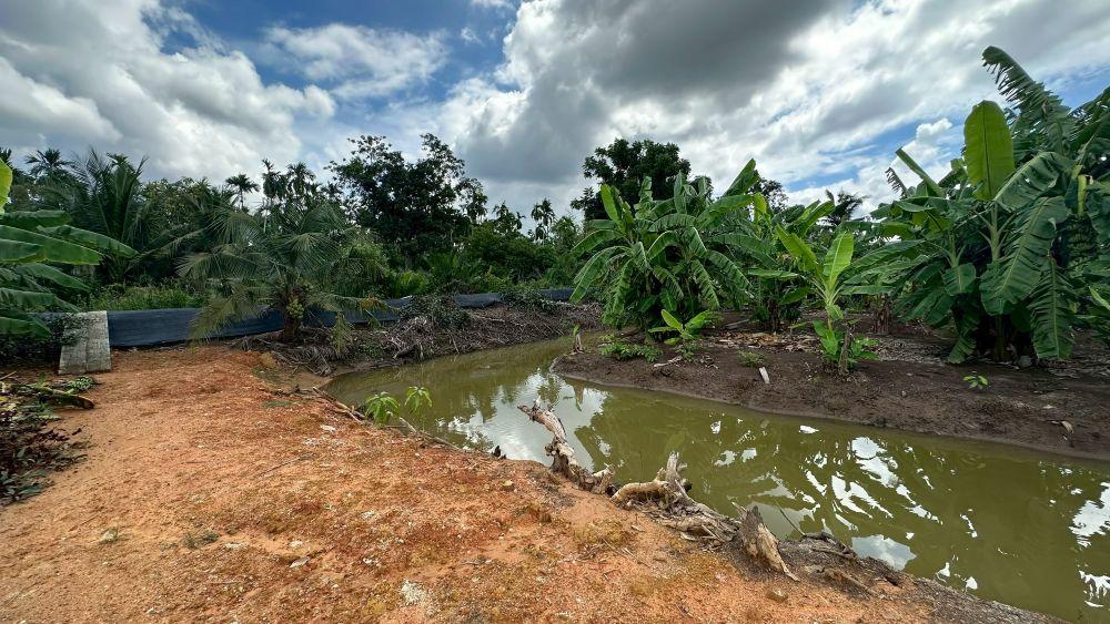 ขายที่ดินเปล่า 4 ไร่ 27 ตร.วา ติดคลอง บรรยากาศดี เหมาะสร้างบ้านสวน ทำเกษตร ต.บางไผ่ อ.เมือง จ.ฉะเชิงเทรา 9