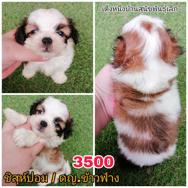 ลูกสุนัขชิสุห์ผสม พร้อมย้าย