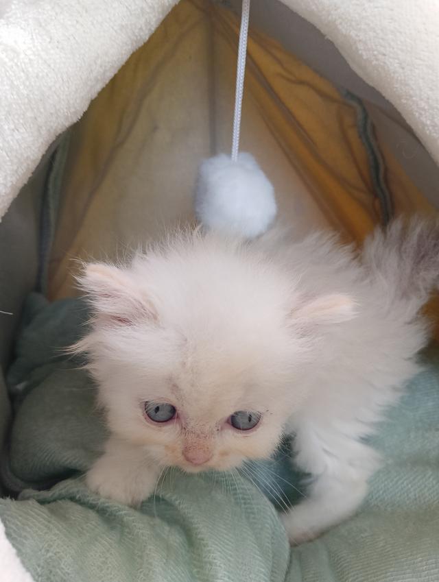 สก็อตติชเพศเมีย น่ารัก รูปที่ 8