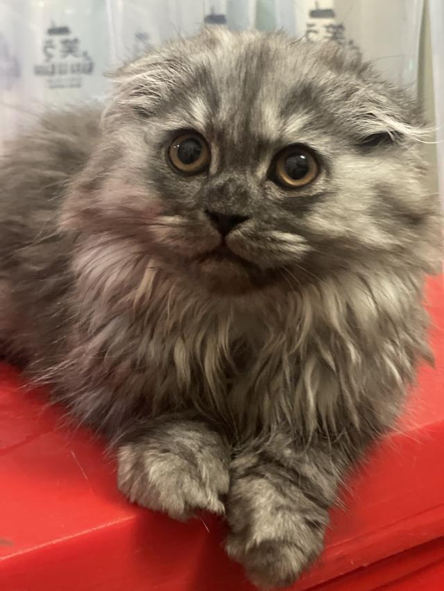 แมวสีเทาขาวหูพับ(หญิง 3 เดือน)พร้อมย้าย