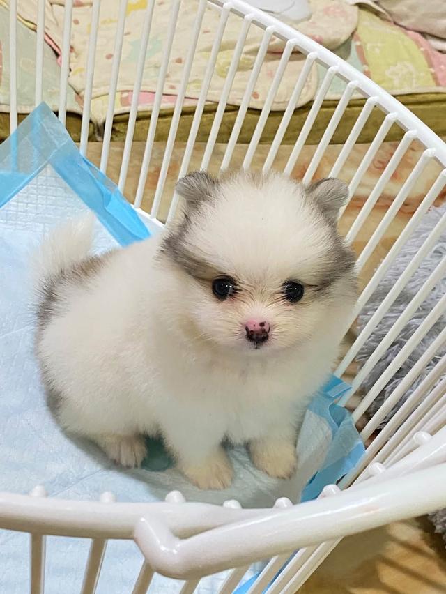 ลูกปอมเมอเรเนียนแท้ พร้อมย้ายบ้าน