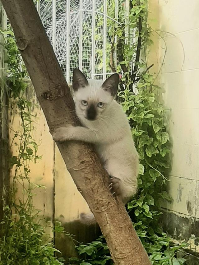 ลูกแมววิเชียรมาศ บ้านปุ้มปุ้ย 7