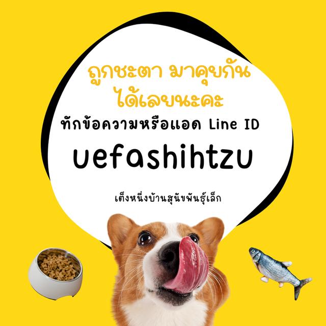ด่วน!! ชิสุห์เเท้ 6900 ลดเหลือ เริ่มต้น 4000 สีขาวครีม สีหายาก ช.3 ญ 1  วัคซีน ถ่ายพยาธิเทสลำไส้ พร้อมย้าย รูปที่ 9