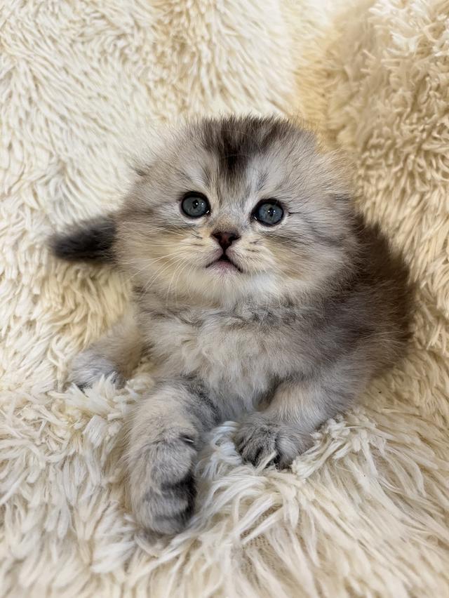 แมวสก๊อตติชแท้ 100 เปอเซ็น