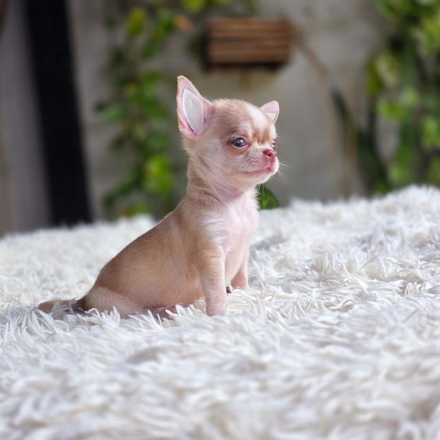 Chihuahuaขนสั้นมาร์คไซทีคัพสะดหล่อพร้อมแสบ รูปย่อยที่ 3