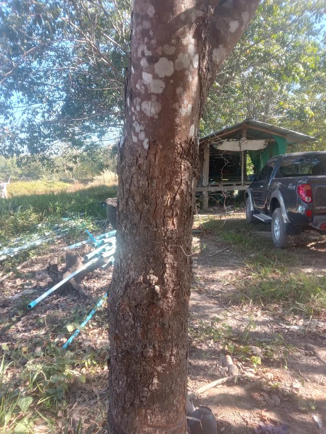 ที่นา+สวนยาง15ไร่3งาน 4