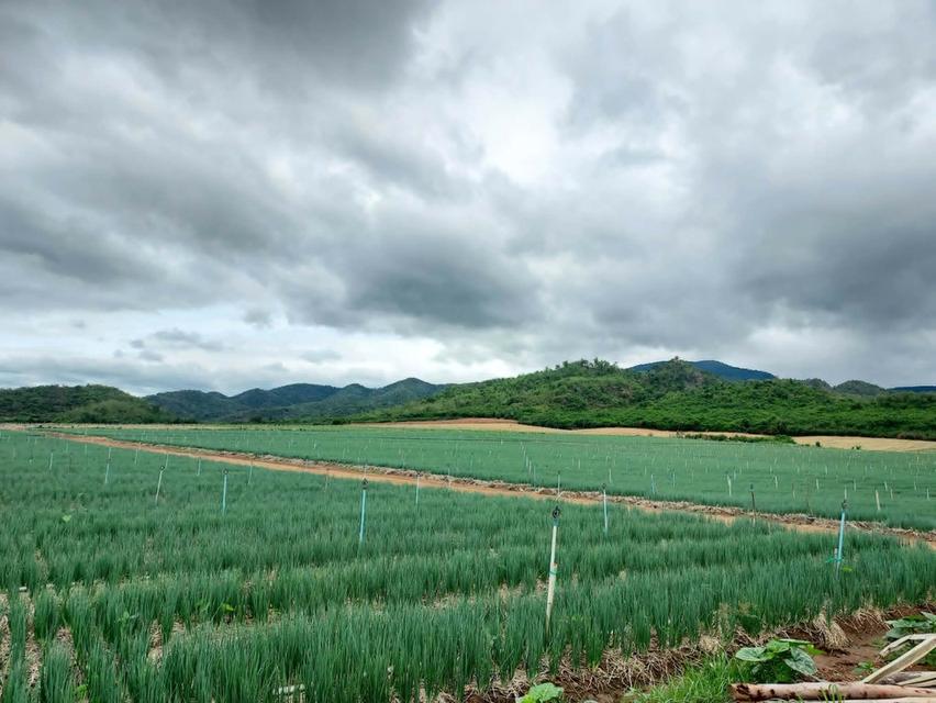 ขายที่ดินแถวจังหวัดกาญจบุรี ไร่ล่ะ 230000 2